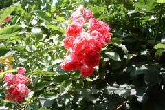 JO_041