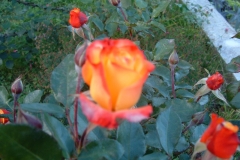 JO_069