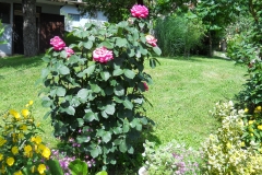 DSCN2459
