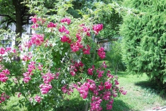 DSCN2462