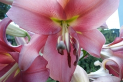 2018-006